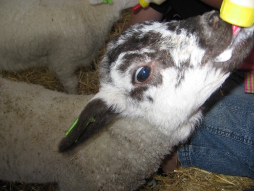 Bottle feeding the lambs - the most popular activity in the junior farm at Wroxham Barns