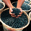 Acai: Full of Antioxidants, Tastes Like A Chocolate Blueberry