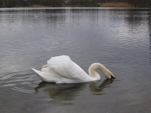 One of many swans - Whitlingham Country Park, Norwich