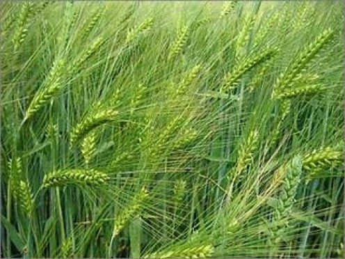 Uses and Health Benefits of Barley Grain | Delishably