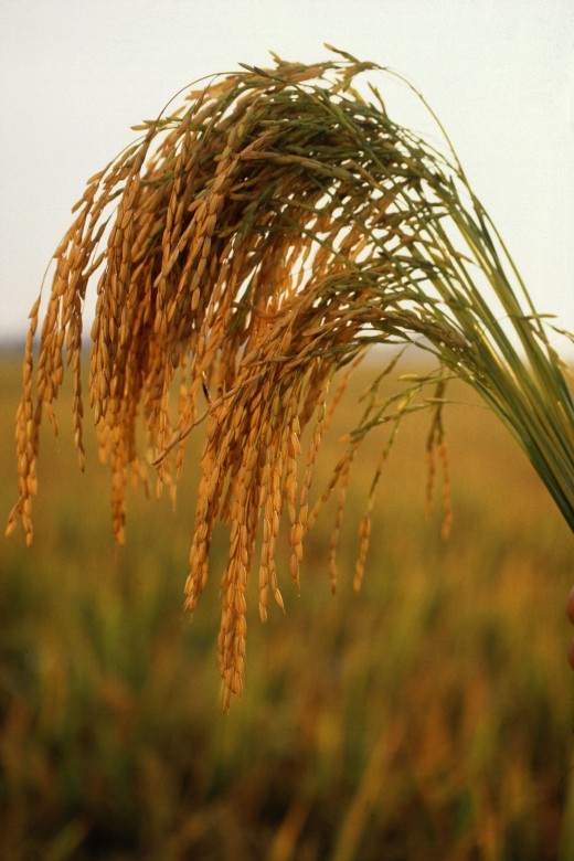 American Long Grain Rice