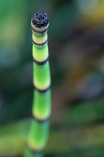 Horsetail