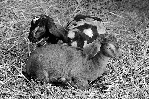 Milk Goats photo: Damon Green @flickr