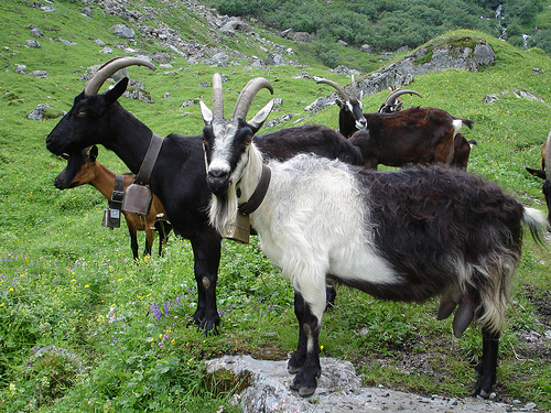 Goats waiting to be milked photo: schoeband @flickr