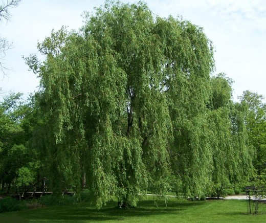 The Great Weeping Willow
