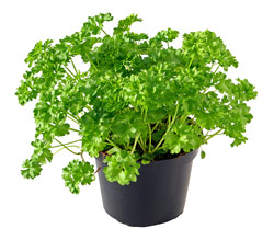 the parsley plant in a pot