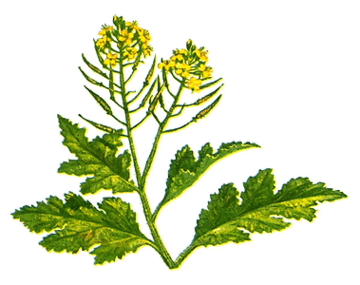 Ground Mustard to Spice up Your Cooking