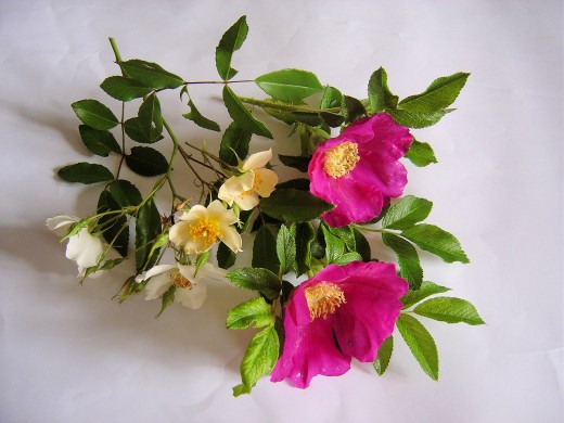 You can eat bread and roses! All the flowers shown here are from the gardens of 'Les Trois Chenes' B&B