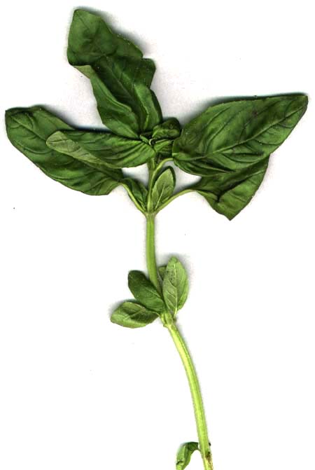 Basil is commonly used fresh in cooked recipes. It is generally added at the last moment, as cooking quickly destroys the flavour. The fresh herb can be kept for a short time in plastic bags in the refrigerator, or for a longer period in the freezer,