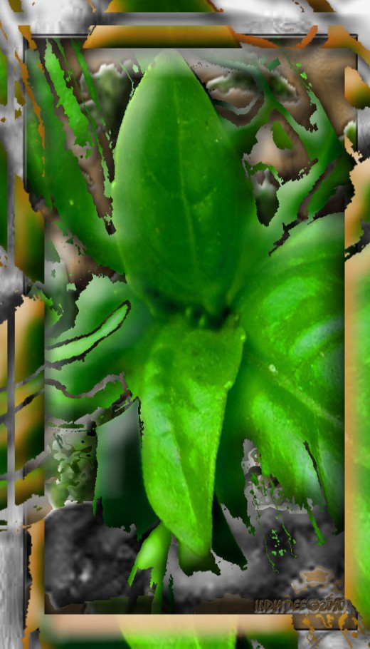 Abstract Basil Plant