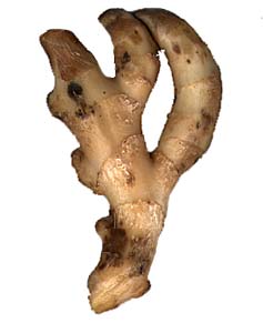 ginger widely used in cooking especially in sweets & beverages flavour is peppey and sleightly sweet.