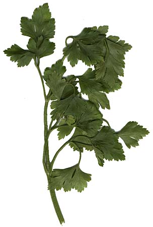 Parsley ; Italian cooks love this easy-to-grow herb and use it generously in their sauces. In Italy this plant is a symbol of love; a sprig of it presented to your lover bespeaks fidelity. When a woman puts a pot of basil on the balcony outside her r