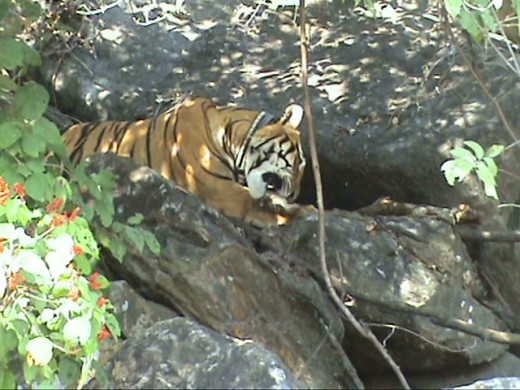Tiger on its Kill 