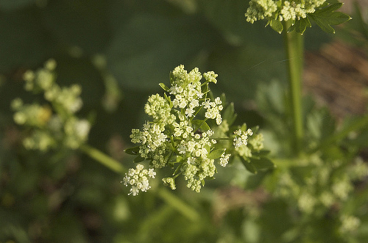 Celery Blossoms (Seed Head) (Photo courtesy by david owen from Flickr.com)