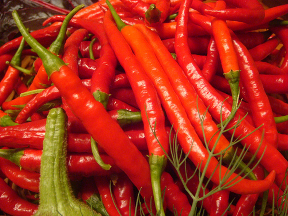 Chili Pepper (Photo courtesy by Jennifer Juniper mom from Flickr.com)