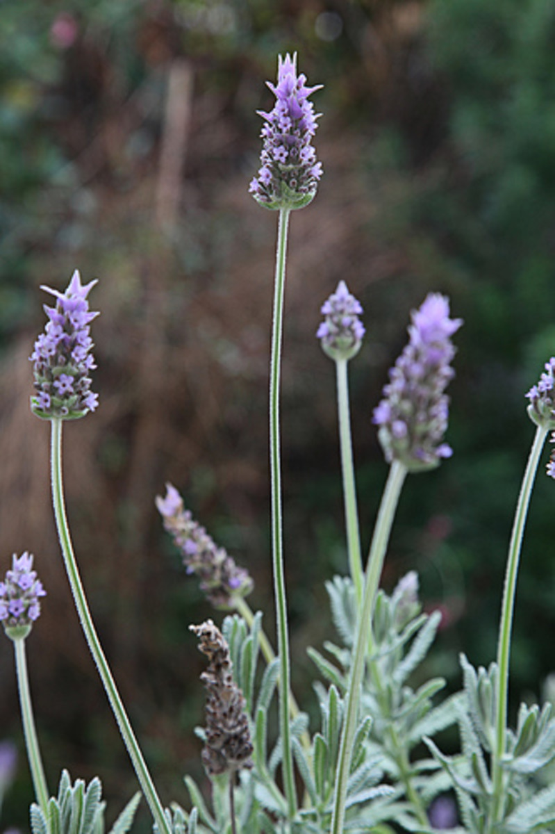 French Lavender (Photo courtesy by Keith Williamson from Flickr.com)