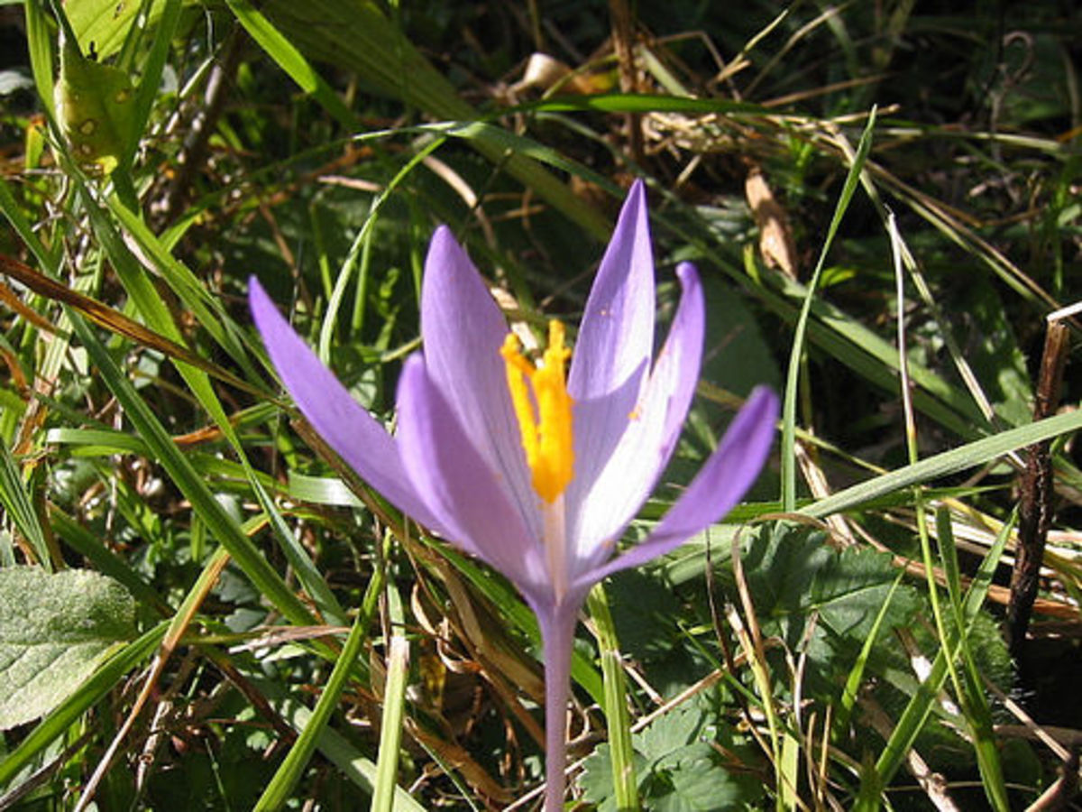 Saffron (Photo courtesy by LindaH from Flickr.com)