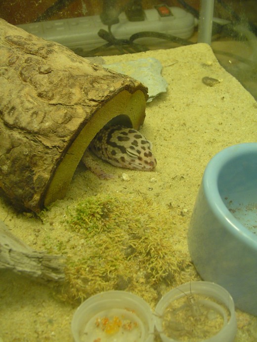 Here's an image of a cute sleeping lizard for you!