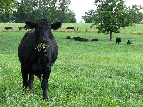 Aberdeen Angus Beef Cow photo credit: julieabrown1 @flickr