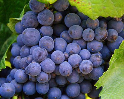 Stunning Pinot gris grapes ripen on the vine.