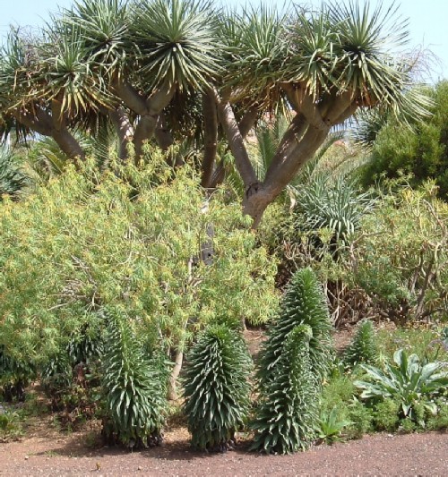 Gardens at Playa Jardin
