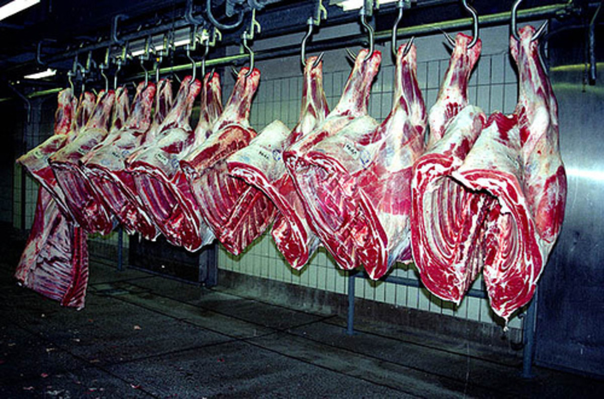 Beef is hung to age in order to improve flavor and tenderness.