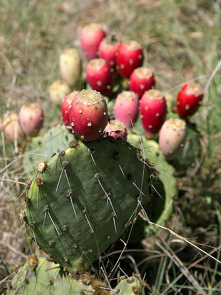 A mature prickly pear cactus with developed and ripening fruits.