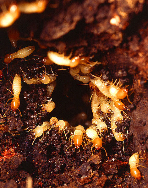 Nest of the Formosan Subterranean Termite, a Very Destructive Pest