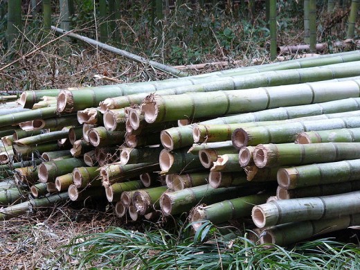 Bamboo, used in flooring and furniture, is a grass, not a wood.  Photo in the Public Domain, courtesy of Wikimedia Commons, http://commons.wikimedia.org/wiki/File:Cut_Bamboo.jpg