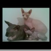 Sphynx Cats profile image
