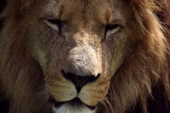 Symbolism and the Identity of Aslan in the Chronicles of Narnia