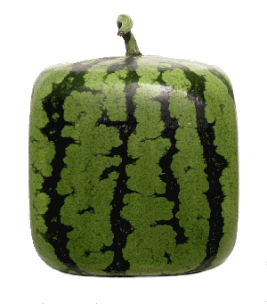 Square Shaped Watermelon