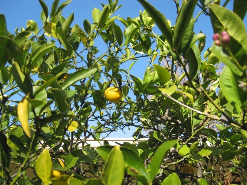 Meyer lemons in the California winter / Photo by E. A. Wright