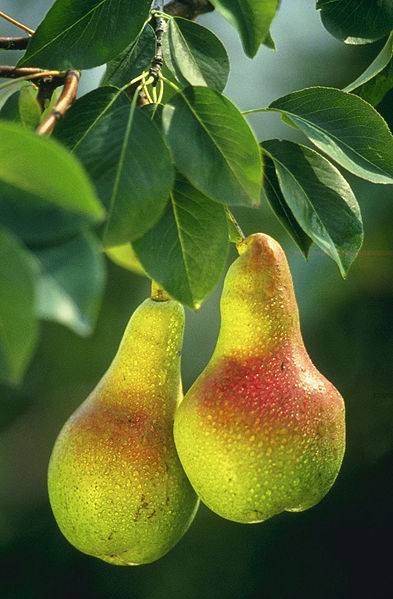 Natural real pears pic