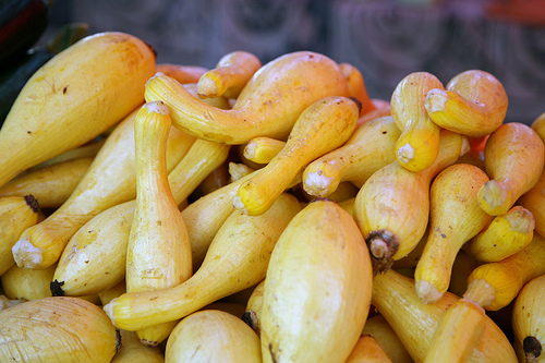 yellow crookneck squash