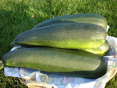 zucchini