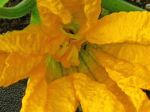 squash blossom