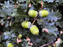 Best Flours In Cooking - Uses Of Acorn Flour In America and Korea