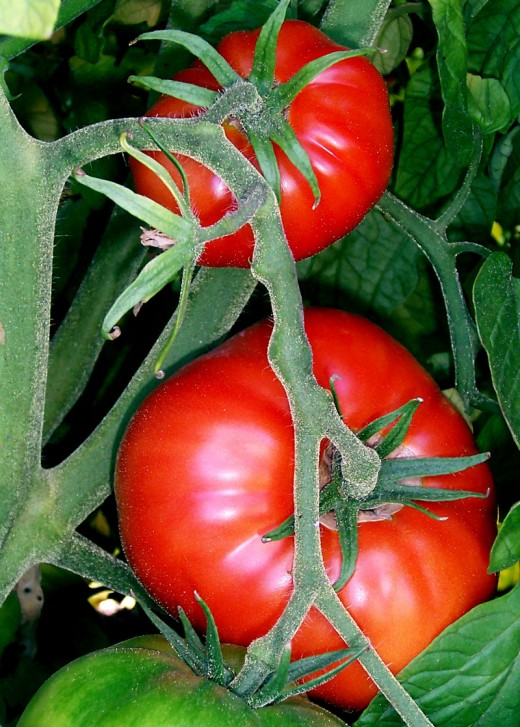 Tomatoes on bush