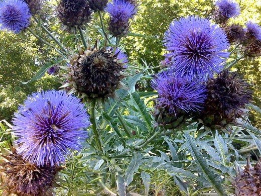 Cardoons