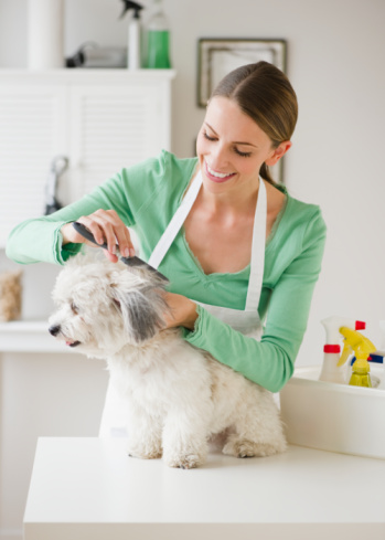 A professional can give you tips on grooming for your pet so that one day, you can groom Rover yourself.