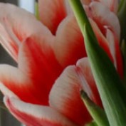 Aree_36 profile image