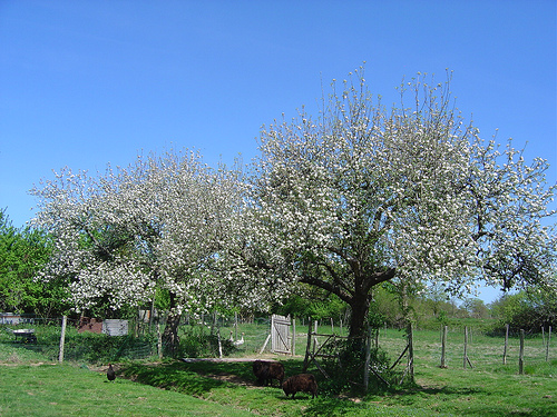 Many fruit tree blossoms are edible.
