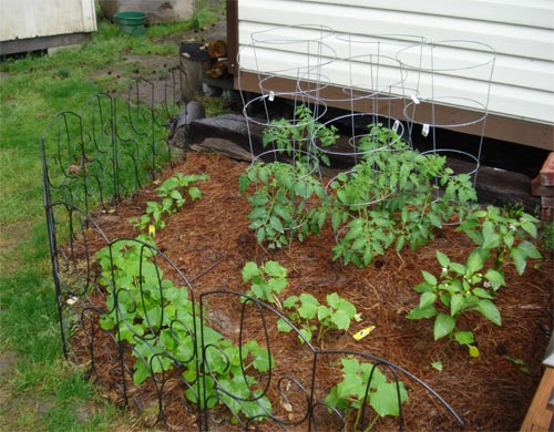 Small Vegetable Garden
