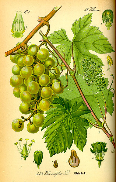 Grapes and Grape Seeds