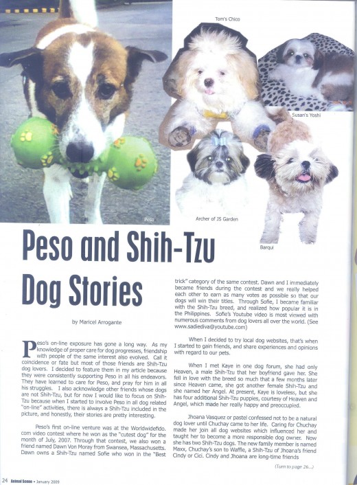 Other article about my Dogs and Shihtzu breed