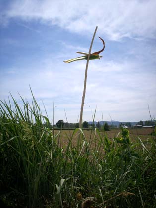 Wheat Fields in Umbria
