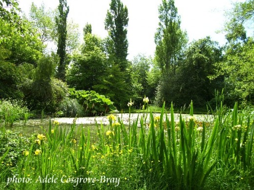 Yellow flag iris flowerign beside a pond, with a huge gunnera on the far banks.