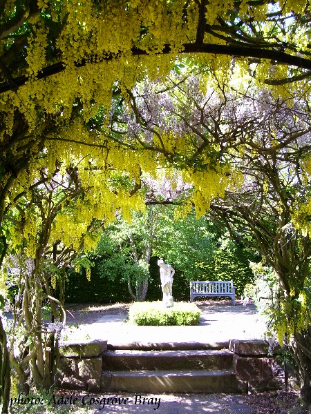 The laburnum and lilac walk is spectacular in spring.