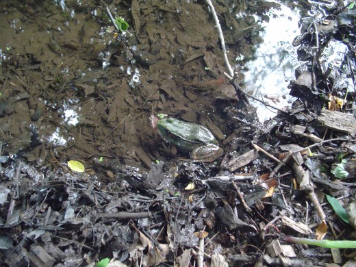 Focus on the movement and look at the ground. I did not see this frog that was 1 feet away from me for over a minute!